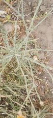 Launaea mucronata