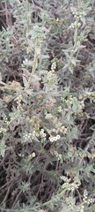 Heliotropium bacciferum