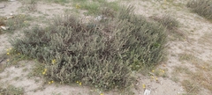 Heliotropium bacciferum