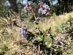 Ceanothus gloriosus exaltatus