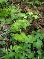 Delphinium nudicaule