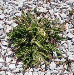 Taraxacum dilaceratum