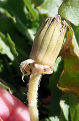 Taraxacum dilaceratum