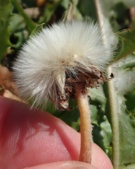 Taraxacum dilaceratum