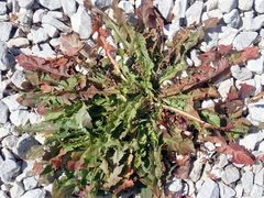 Taraxacum dilaceratum
