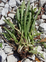 Taraxacum dilaceratum