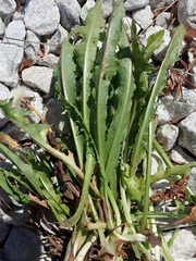 Taraxacum dilaceratum