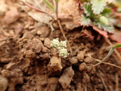 Psilocarphus tenellus