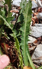 Taraxacum dilaceratum