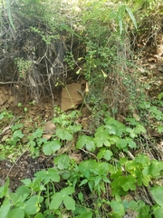 Delphinium nudicaule