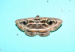 Spirama