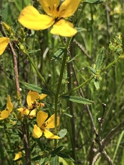 Rhexia lutea