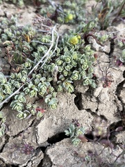 Atriplex flavida