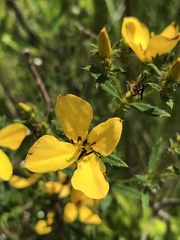Rhexia lutea