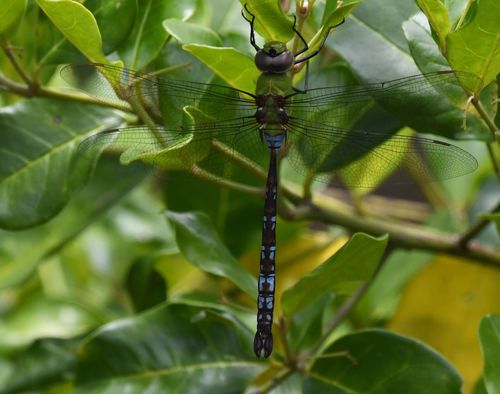 Anax mandrakae