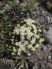 Kelleria