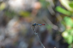 Notolibellula bicolor