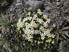 Kelleria