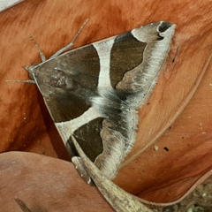 Dysgonia torrida