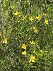 Rhexia lutea