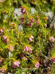 Erica subulata