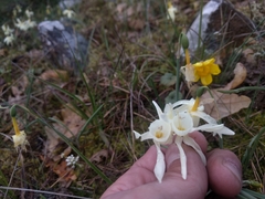 Narcissus triandrus