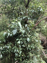 Hedycarya angustifolia