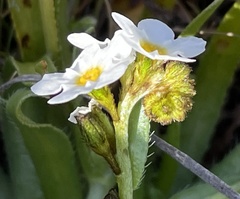 Plagiobothrys chorisianus hickmanii