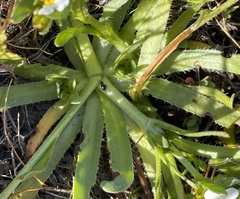 Plagiobothrys chorisianus hickmanii