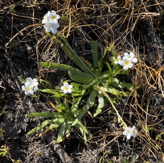 Plagiobothrys chorisianus hickmanii