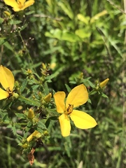 Rhexia lutea