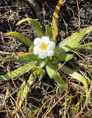 Plagiobothrys chorisianus hickmanii