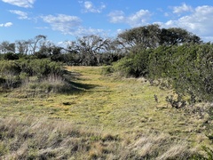 Plagiobothrys chorisianus hickmanii