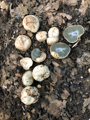 Hysterangium separabile