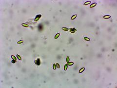 Hysterangium separabile