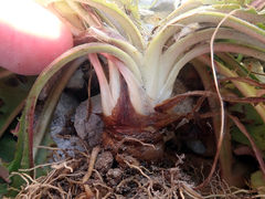 Taraxacum dilaceratum