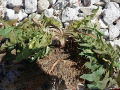 Taraxacum dilaceratum