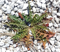 Taraxacum dilaceratum