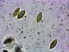 Hysterangium separabile