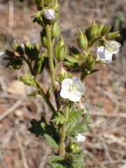 Phacelia viscida albiflora
