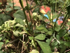 Atractomorpha australis