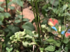 Atractomorpha australis