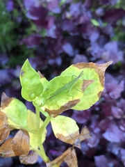 Atractomorpha australis