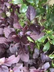 Atractomorpha australis