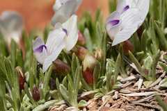 Astragalus simplicifolius