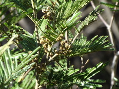 Dasineura rubiformis