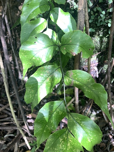 Image of Cyrtomium caryotideum by (c) 呂一起(Lu i-chi), some rights reserved (CC BY)