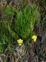 Lomatium caruifolium caruifolium