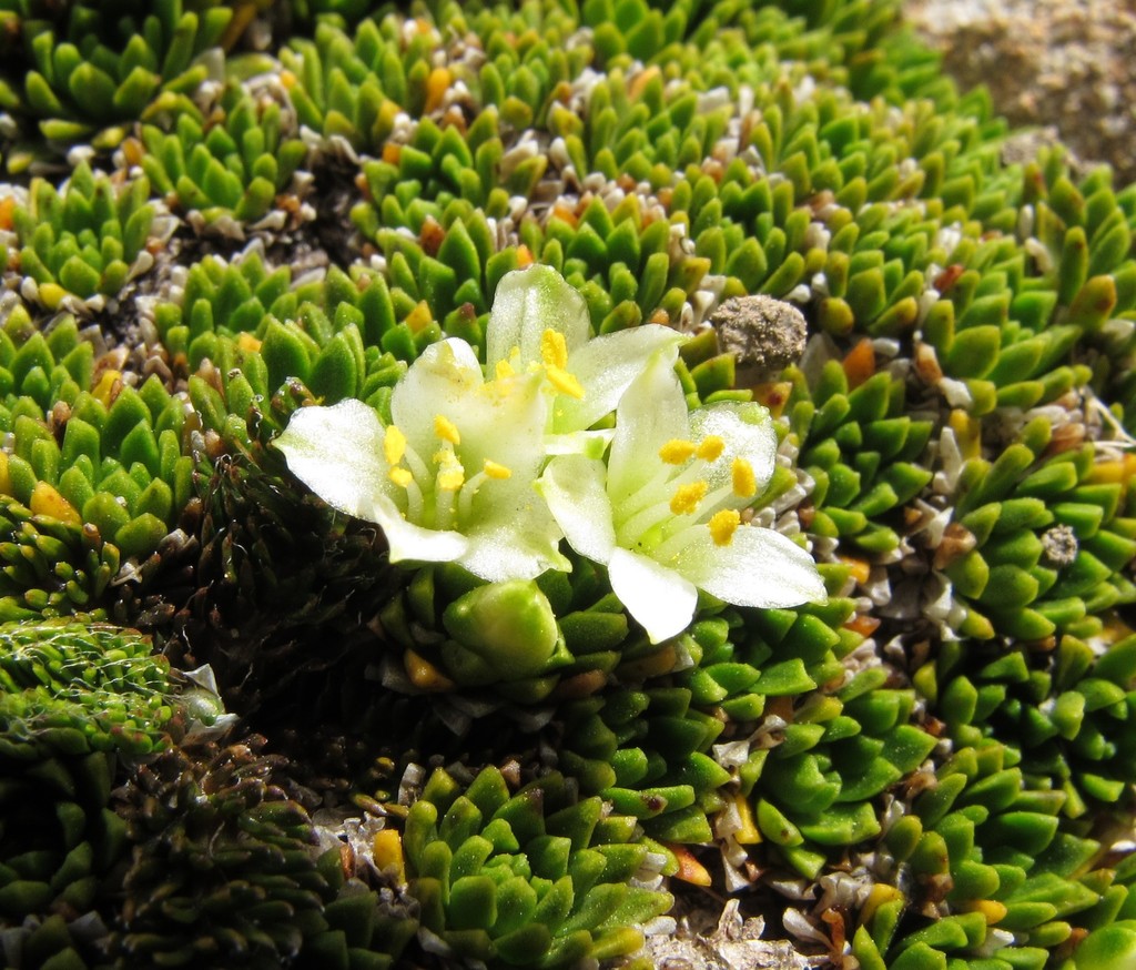 Hectorella