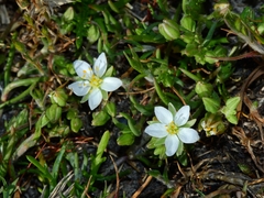 Spergularia macrotheca longistyla